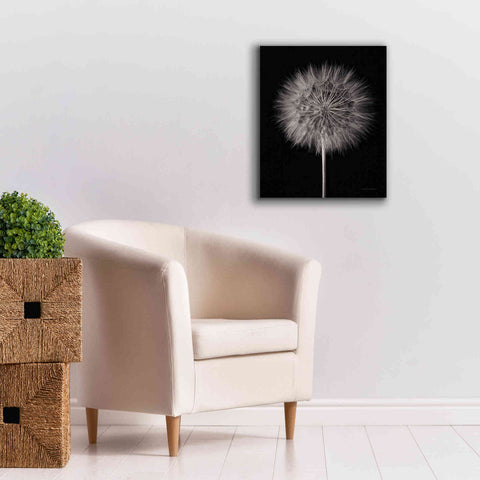 Image of 'Dandelion Fluff on Black' by Debra Van Swearingen, Canvas Wall Art,20 x 24