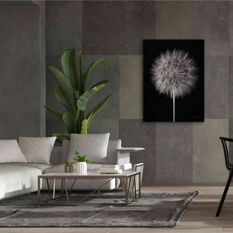 Image of 'Dandelion Fluff on Black' by Debra Van Swearingen, Canvas Wall Art,40 x 54