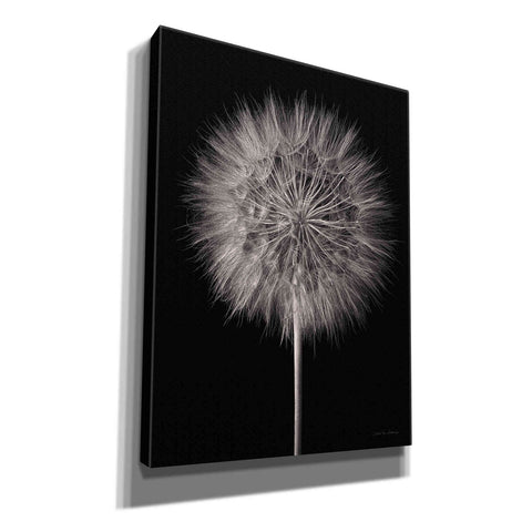 Image of 'Dandelion Fluff on Black' by Debra Van Swearingen, Canvas Wall Art,12x16x1.1x0,20x24x1.1x0,26x30x1.74x0,40x54x1.74x0