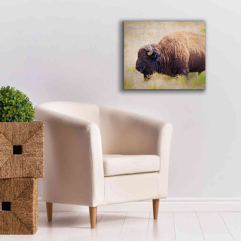 Image of 'Buffalo II' by Debra Van Swearingen, Canvas Wall Art,24 x 20