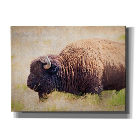 Image of 'Buffalo II' by Debra Van Swearingen, Canvas Wall Art,16x12x1.1x0,24x20x1.1x0,30x26x1.74x0,54x40x1.74x0