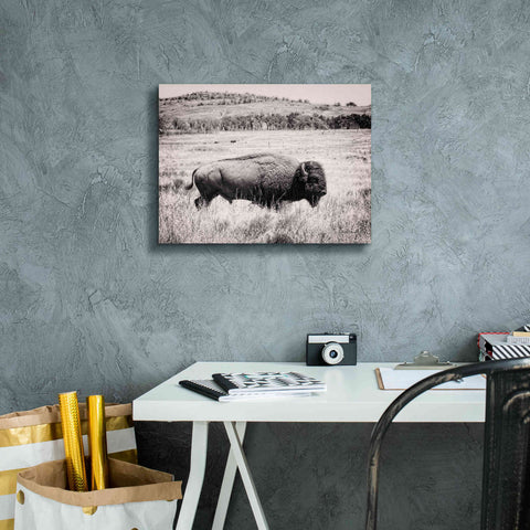 Image of 'Buffalo I BW' by Debra Van Swearingen, Canvas Wall Art,16 x 12