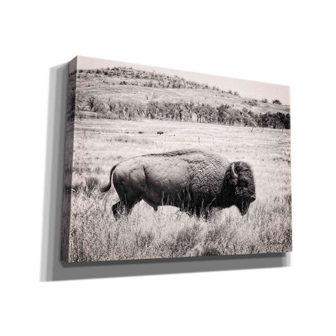 Image of 'Buffalo I BW' by Debra Van Swearingen, Canvas Wall Art,16x12x1.1x0,26x18x1.1x0,34x26x1.74x0,54x40x1.74x0