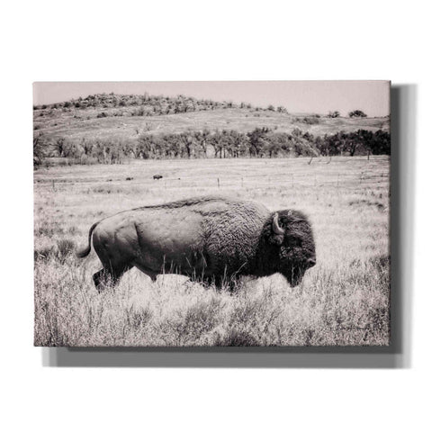 Image of 'Buffalo I BW' by Debra Van Swearingen, Canvas Wall Art,16x12x1.1x0,26x18x1.1x0,34x26x1.74x0,54x40x1.74x0