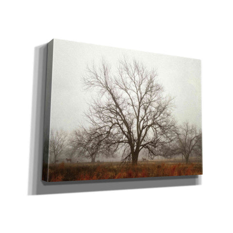 Image of 'Morning Calm I' by Debra Van Swearingen, Canvas Wall Art,16x12x1.1x0,26x18x1.1x0,34x26x1.74x0,54x40x1.74x0
