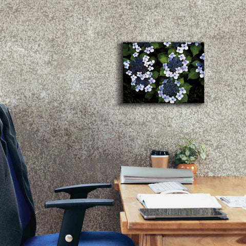 Image of 'Hydrangeas Opening' by Debra Van Swearingen, Canvas Wall Art,16 x 12