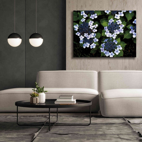 Image of 'Hydrangeas Opening' by Debra Van Swearingen, Canvas Wall Art,54 x 40