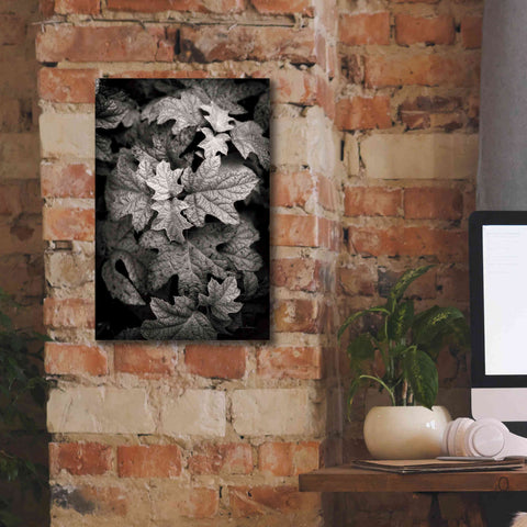 Image of 'Hydrangea Leaves in Black and White' by Debra Van Swearingen, Canvas Wall Art,12 x 18