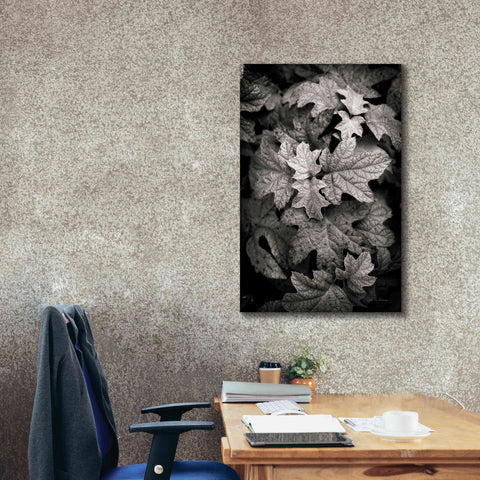 Image of 'Hydrangea Leaves in Black and White' by Debra Van Swearingen, Canvas Wall Art,26 x 40
