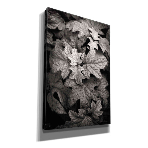 Image of 'Hydrangea Leaves in Black and White' by Debra Van Swearingen, Canvas Wall Art,12x18x1.1x0,18x26x1.1x0,26x40x1.74x0,40x60x1.74x0