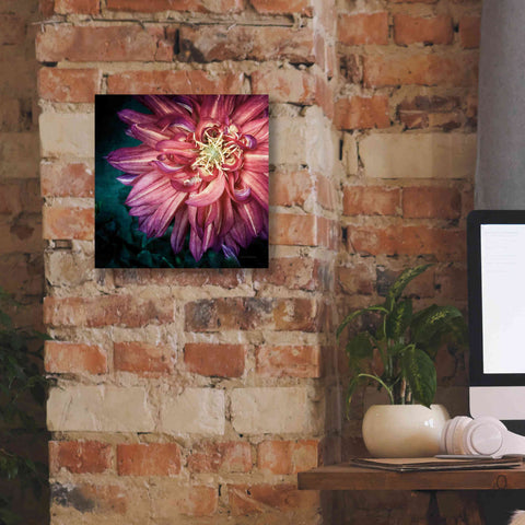 Image of 'Dahlia II' by Debra Van Swearingen, Canvas Wall Art,12 x 12