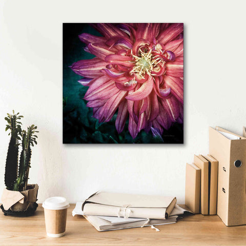 Image of 'Dahlia II' by Debra Van Swearingen, Canvas Wall Art,18 x 18