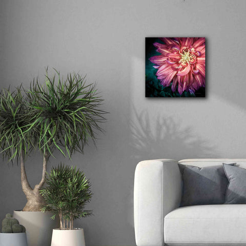 Image of 'Dahlia II' by Debra Van Swearingen, Canvas Wall Art,18 x 18