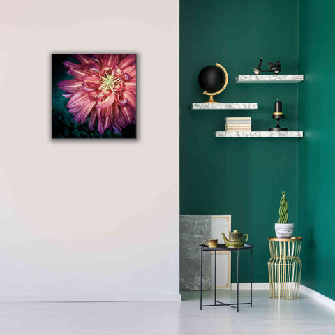 Image of 'Dahlia II' by Debra Van Swearingen, Canvas Wall Art,26 x 26