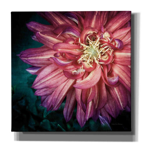 Image of 'Dahlia II' by Debra Van Swearingen, Canvas Wall Art,12x12x1.1x0,18x18x1.1x0,26x26x1.74x0,37x37x1.74x0