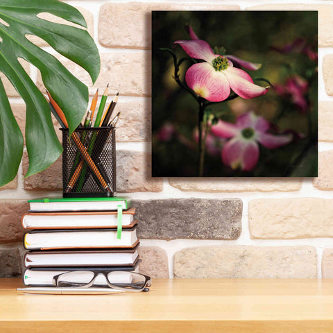 Image of 'Pink Dogwood II' by Debra Van Swearingen, Canvas Wall Art,12 x 12