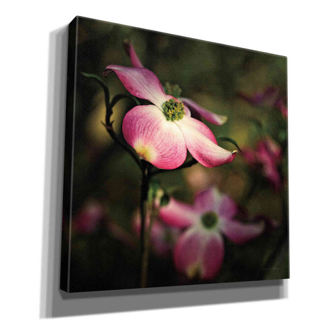 Image of 'Pink Dogwood II' by Debra Van Swearingen, Canvas Wall Art,12x12x1.1x0,18x18x1.1x0,26x26x1.74x0,37x37x1.74x0