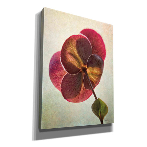 Image of 'Lenton Rose II' by Debra Van Swearingen, Canvas Wall Art,12x16x1.1x0,20x24x1.1x0,26x30x1.74x0,40x54x1.74x0