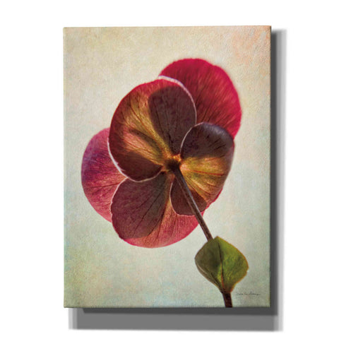 Image of 'Lenton Rose II' by Debra Van Swearingen, Canvas Wall Art,12x16x1.1x0,20x24x1.1x0,26x30x1.74x0,40x54x1.74x0