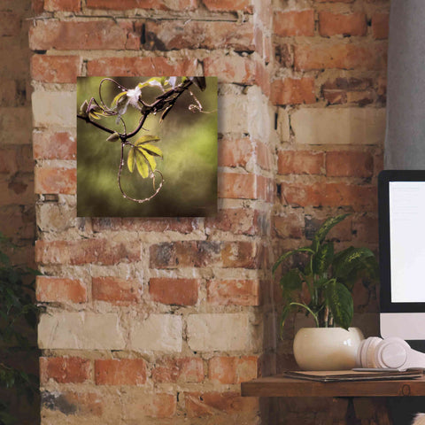 Image of 'Passion Flower Vine I' by Debra Van Swearingen, Canvas Wall Art,12 x 12