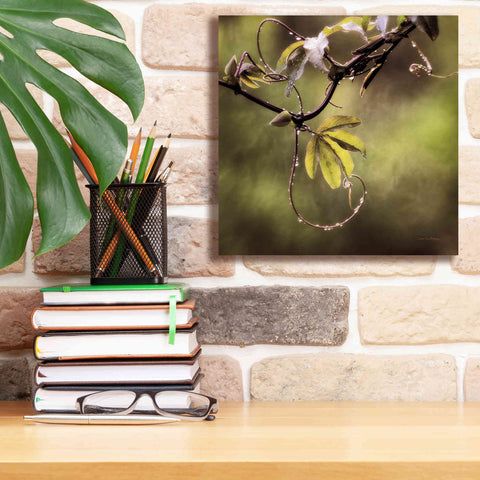Image of 'Passion Flower Vine I' by Debra Van Swearingen, Canvas Wall Art,12 x 12