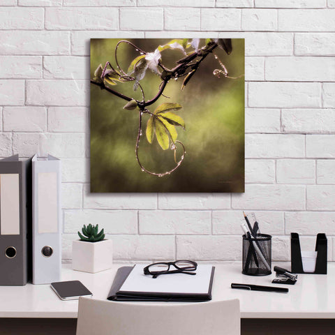 Image of 'Passion Flower Vine I' by Debra Van Swearingen, Canvas Wall Art,18 x 18