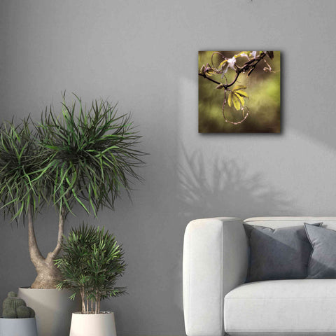 Image of 'Passion Flower Vine I' by Debra Van Swearingen, Canvas Wall Art,18 x 18