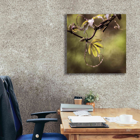 Image of 'Passion Flower Vine I' by Debra Van Swearingen, Canvas Wall Art,26 x 26