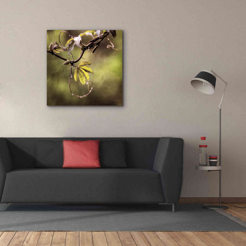 Image of 'Passion Flower Vine I' by Debra Van Swearingen, Canvas Wall Art,37 x 37