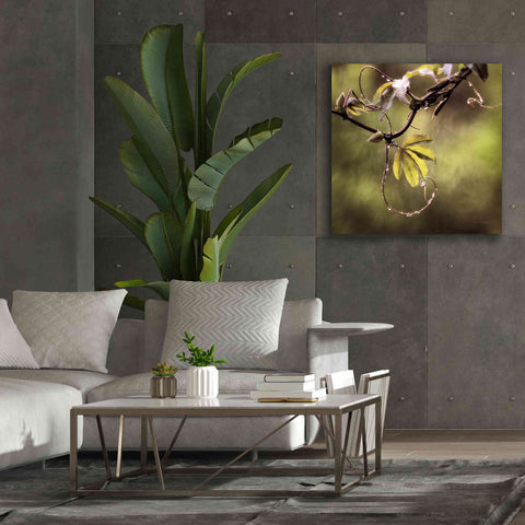 Image of 'Passion Flower Vine I' by Debra Van Swearingen, Canvas Wall Art,37 x 37