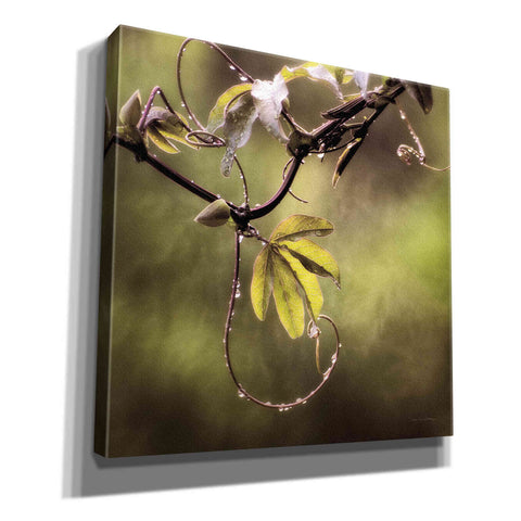 Image of 'Passion Flower Vine I' by Debra Van Swearingen, Canvas Wall Art,12x12x1.1x0,18x18x1.1x0,26x26x1.74x0,37x37x1.74x0