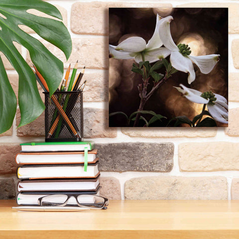 Image of 'White Dogwood I' by Debra Van Swearingen, Canvas Wall Art,12 x 12