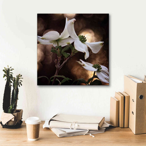 Image of 'White Dogwood I' by Debra Van Swearingen, Canvas Wall Art,18 x 18