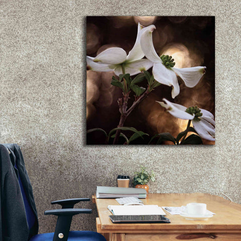 Image of 'White Dogwood I' by Debra Van Swearingen, Canvas Wall Art,37 x 37