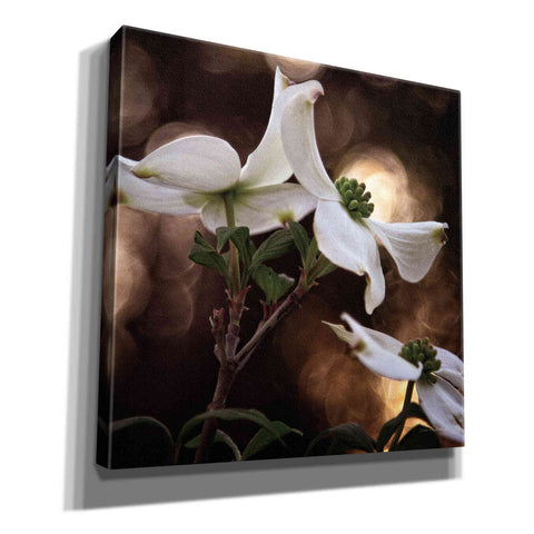 Image of 'White Dogwood I' by Debra Van Swearingen, Canvas Wall Art,12x12x1.1x0,18x18x1.1x0,26x26x1.74x0,37x37x1.74x0