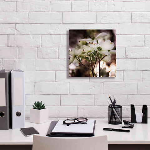 Image of 'White Dogwood II' by Debra Van Swearingen, Canvas Wall Art,12 x 12