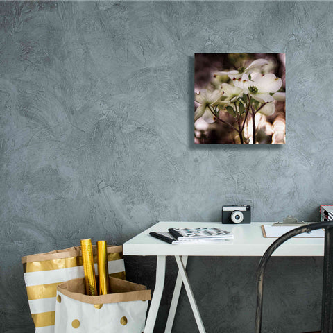 Image of 'White Dogwood II' by Debra Van Swearingen, Canvas Wall Art,12 x 12