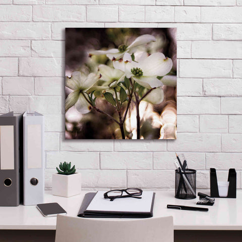 Image of 'White Dogwood II' by Debra Van Swearingen, Canvas Wall Art,18 x 18