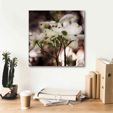 Image of 'White Dogwood II' by Debra Van Swearingen, Canvas Wall Art,18 x 18