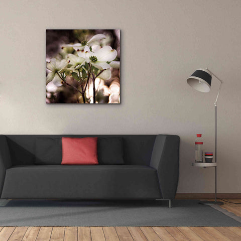 Image of 'White Dogwood II' by Debra Van Swearingen, Canvas Wall Art,37 x 37