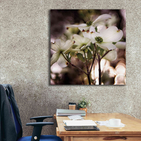 Image of 'White Dogwood II' by Debra Van Swearingen, Canvas Wall Art,37 x 37