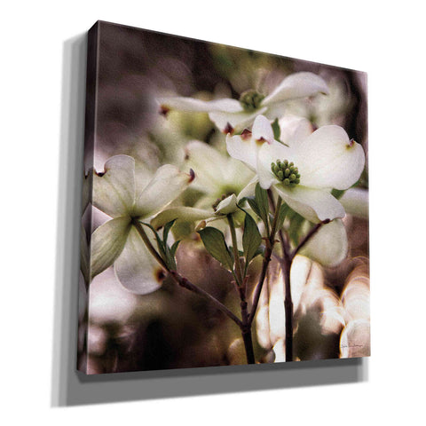 Image of 'White Dogwood II' by Debra Van Swearingen, Canvas Wall Art,12x12x1.1x0,18x18x1.1x0,26x26x1.74x0,37x37x1.74x0