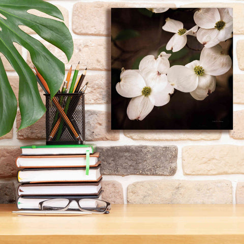 Image of 'White Dogwood III' by Debra Van Swearingen, Canvas Wall Art,12 x 12
