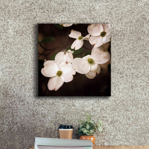 Image of 'White Dogwood III' by Debra Van Swearingen, Canvas Wall Art,18 x 18