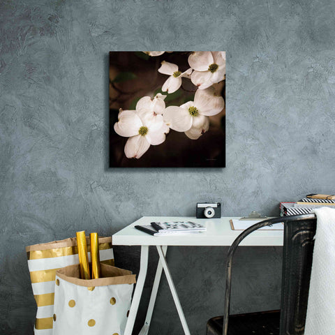 Image of 'White Dogwood III' by Debra Van Swearingen, Canvas Wall Art,18 x 18