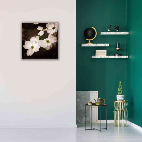 Image of 'White Dogwood III' by Debra Van Swearingen, Canvas Wall Art,26 x 26