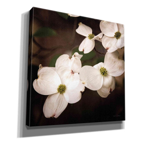 Image of 'White Dogwood III' by Debra Van Swearingen, Canvas Wall Art,12x12x1.1x0,18x18x1.1x0,26x26x1.74x0,37x37x1.74x0