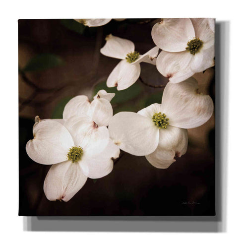 Image of 'White Dogwood III' by Debra Van Swearingen, Canvas Wall Art,12x12x1.1x0,18x18x1.1x0,26x26x1.74x0,37x37x1.74x0