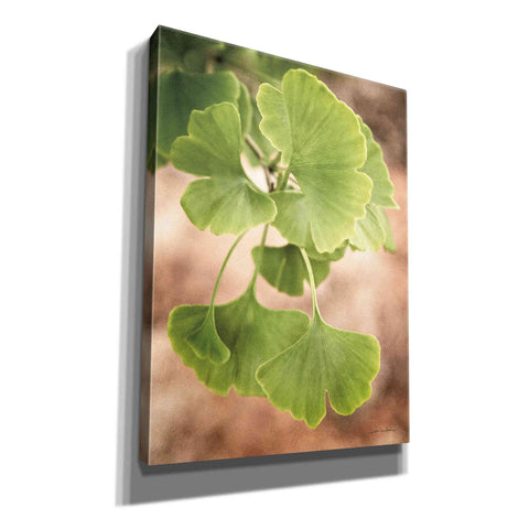 Image of 'Sprouting Ginkgo IV' by Debra Van Swearingen, Canvas Wall Art,12x16x1.1x0,20x24x1.1x0,26x30x1.74x0,40x54x1.74x0