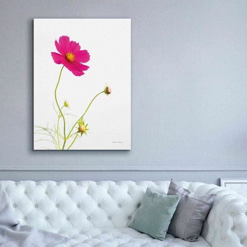 Image of 'Magenta Cosmos I' by Debra Van Swearingen, Canvas Wall Art,40 x 54